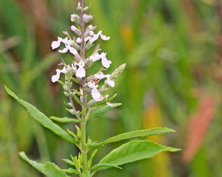 Слика од Teucrium canadense L.