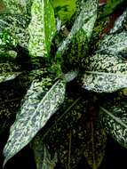 Image of aglaonema