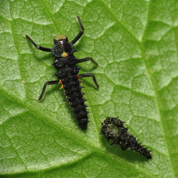 Image of Giant Lady Beetles