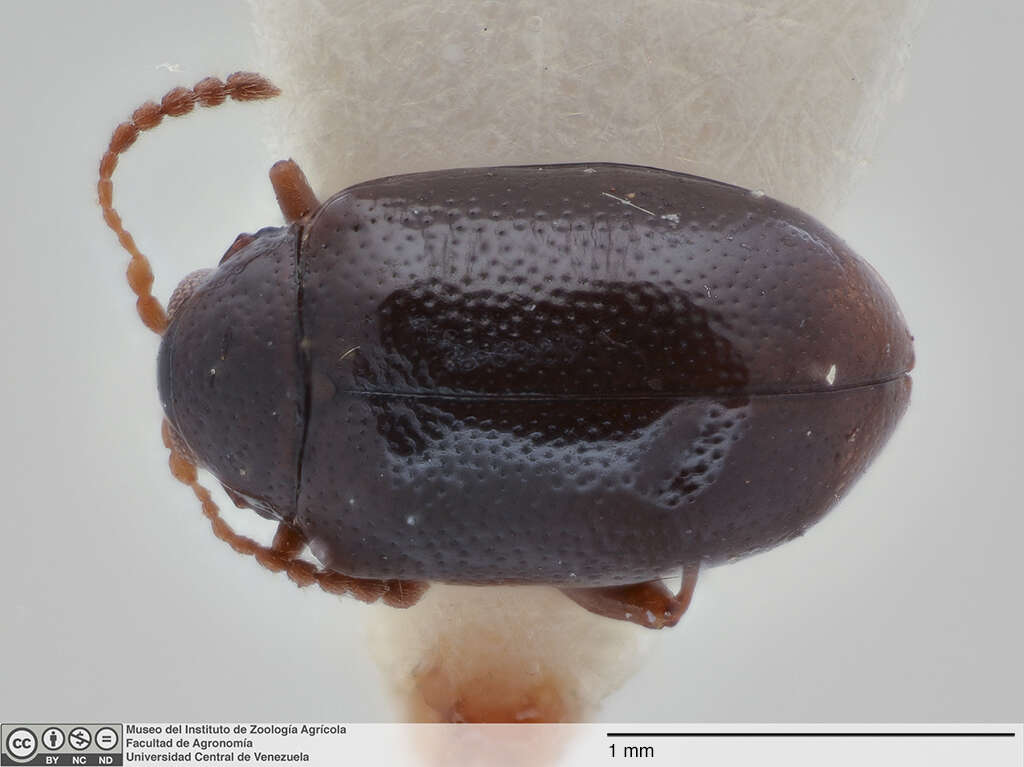 Image de Galerucinae