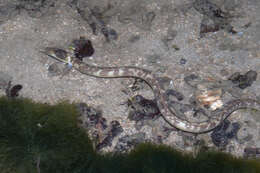 Image of Evermann&#39;s snake eel