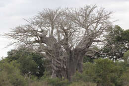 Image of Baobab