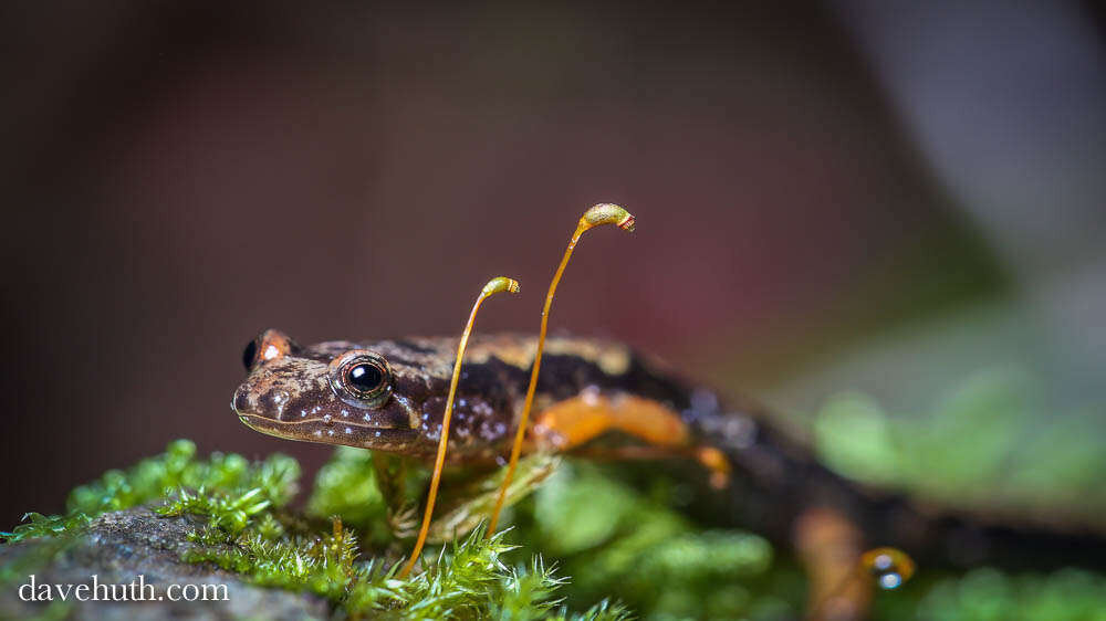 Image of dusky salamanders