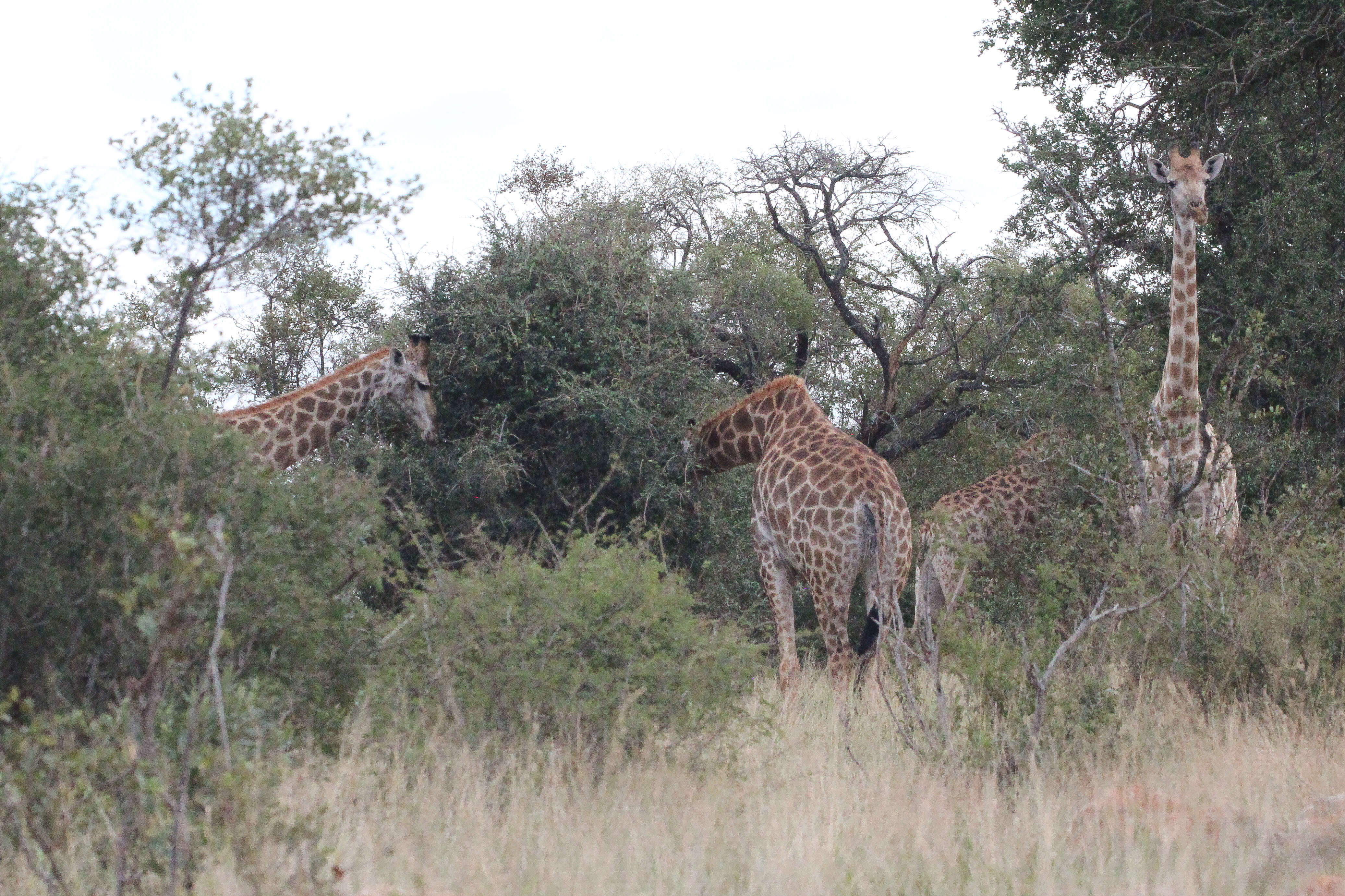 Image of Southern giraffe