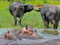 Image of Common Hippopotamus