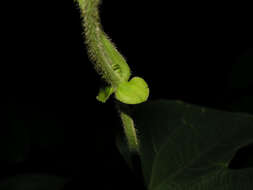 Image of Dalechampia osana Armbr.