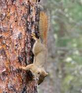 Image of pine squirrel