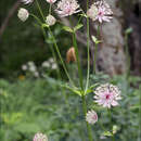 Imagem de Astrantia major subsp. major