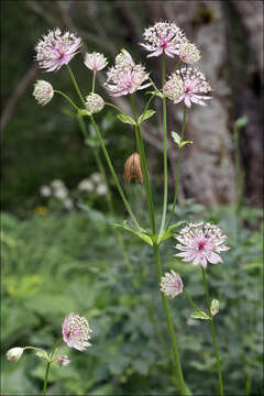 Image of Astrantia major subsp. major