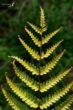 Image of Pteris normalis D. Don