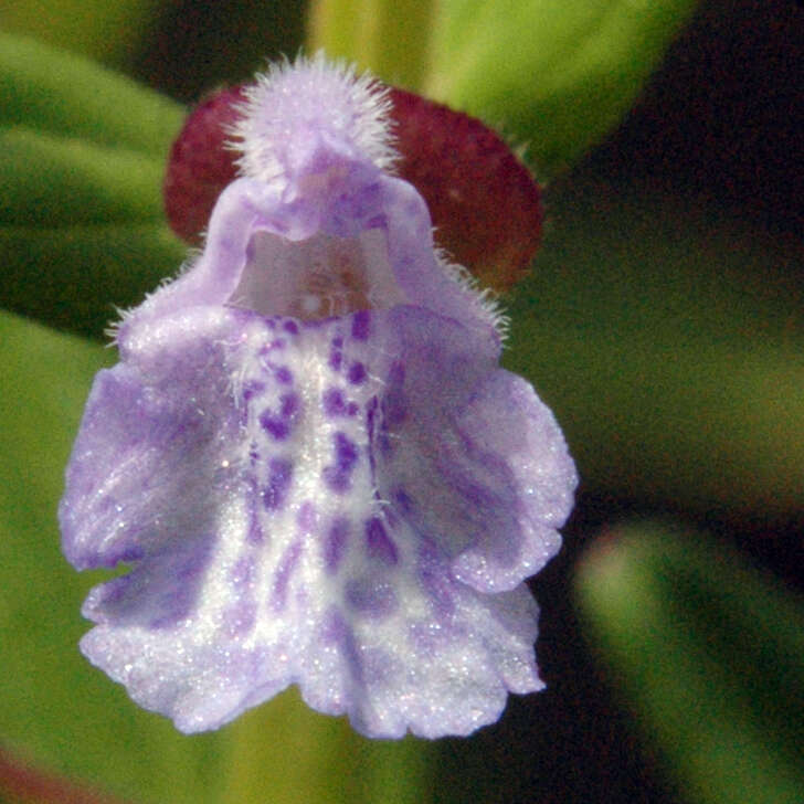 Sivun Scutellaria parvula Michx. kuva