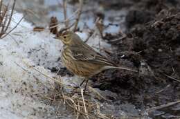 Слика од Anthus rubescens (Tunstall 1771)