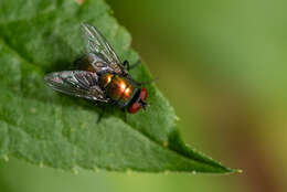 Image of blow flies