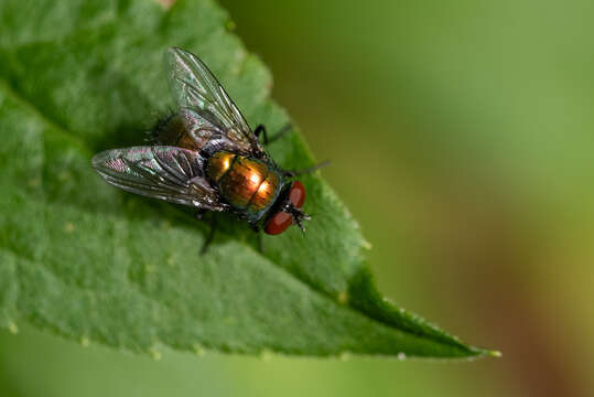 Image of Lucilia sericata (Meigen 1826)