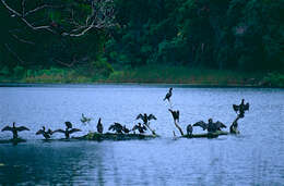 Image of Phalacrocorax Brisson 1760