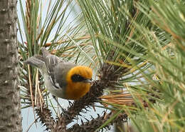 Image of olive warblers