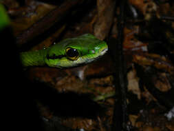 Image of Irregular Green Snake