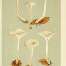 Image of Clitocybe angustissima (Lasch) P. Kumm. 1871