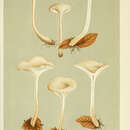 صورة Clitocybe angustissima (Lasch) P. Kumm. 1871