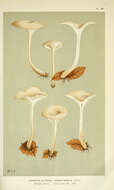 Image de Clitocybe angustissima (Lasch) P. Kumm. 1871
