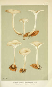 Image of Clitocybe angustissima (Lasch) P. Kumm. 1871