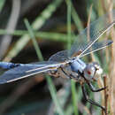 Image of Bleached Skimmer