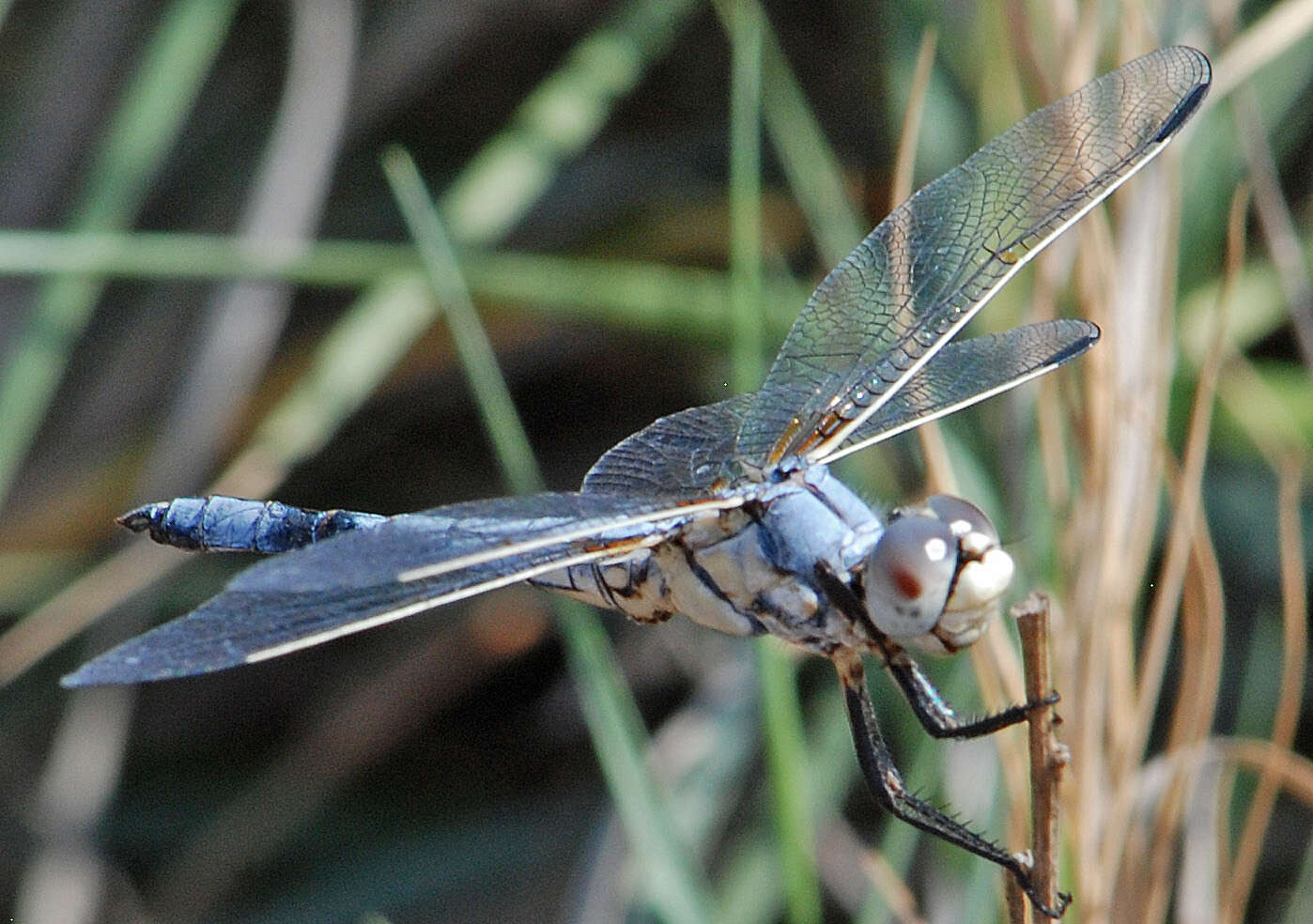 Image of Bleached Skimmer