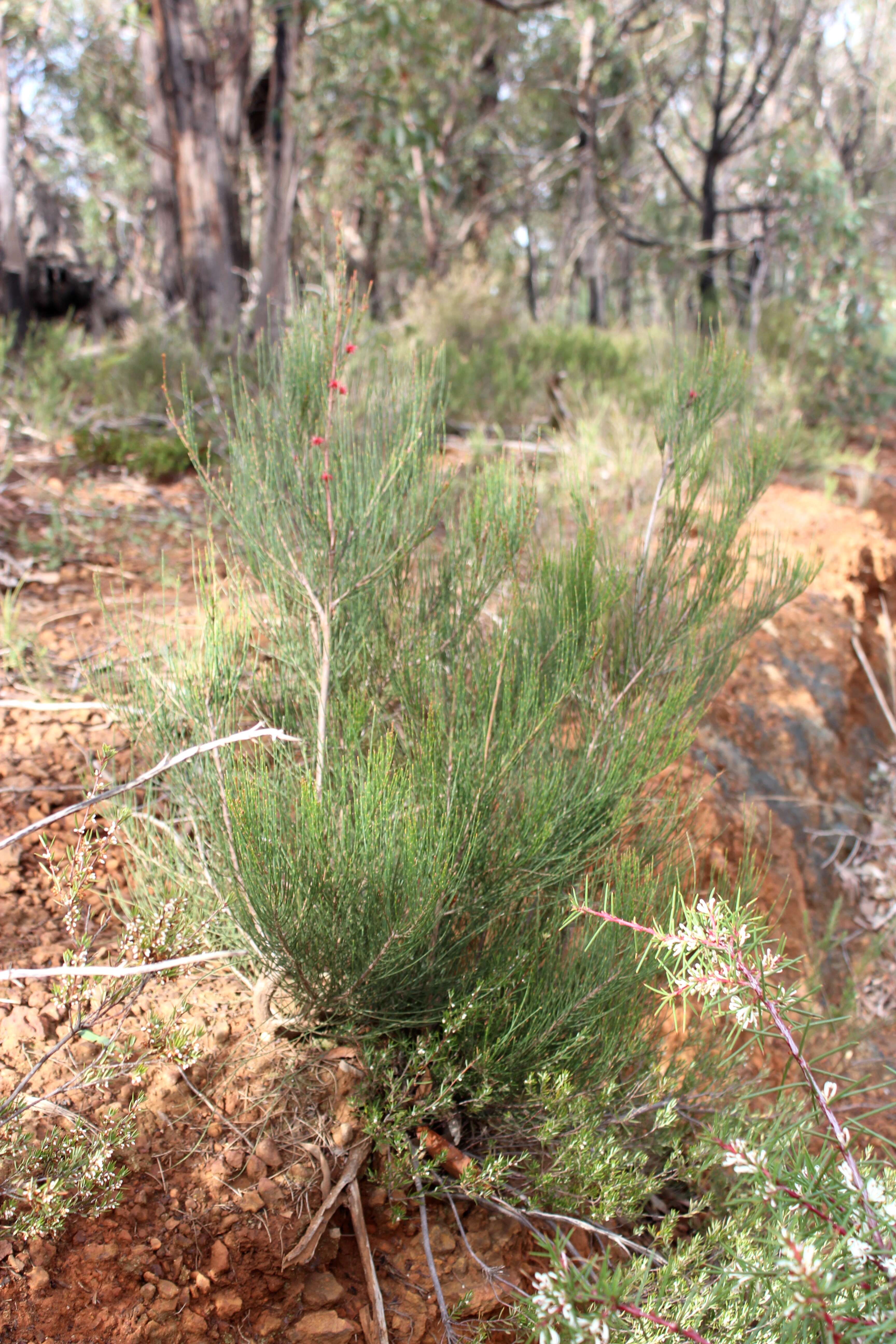 Image of beefwood family