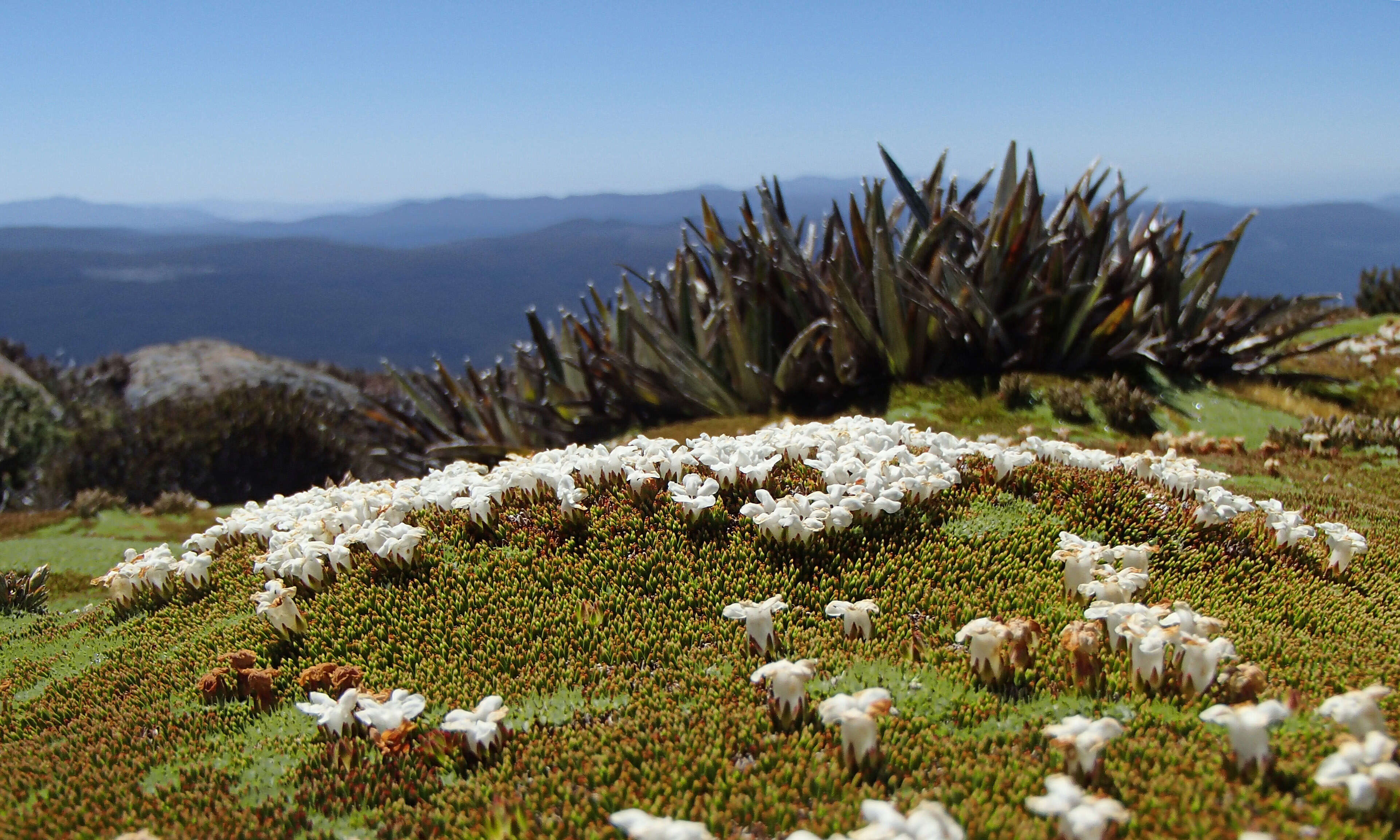 Image of Dracophyllum minimum F. Muell.