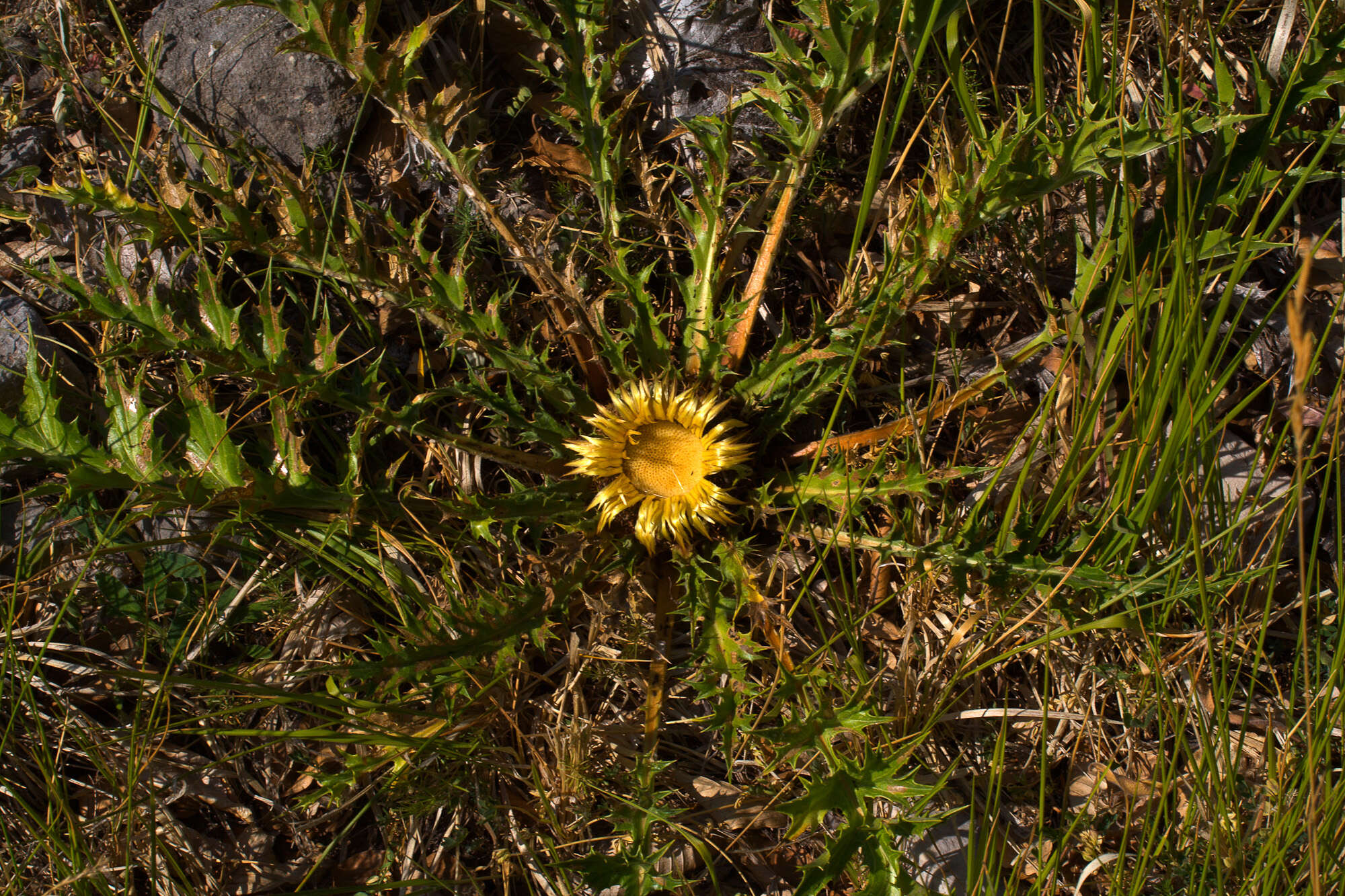 Image of carline thistle