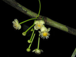 Image of saptree