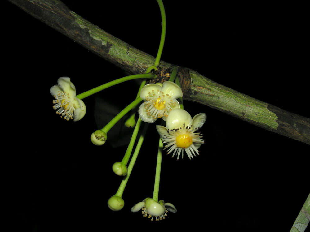 Слика од Garcinia magnifolia (Pittier) B. Hammel