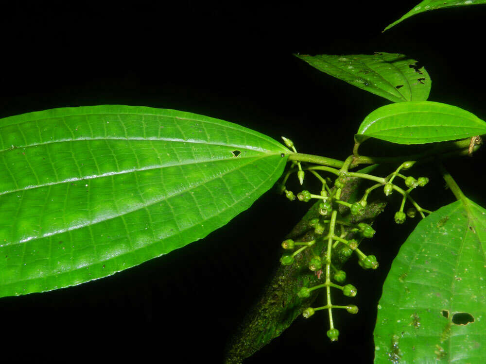 Image of Miconia neomicrantha W. S. Judd & J. D. Skean