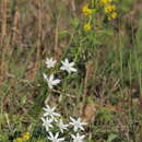 Image of Ornithogalum orthophyllum subsp. kochii (Parl.) Zahar.