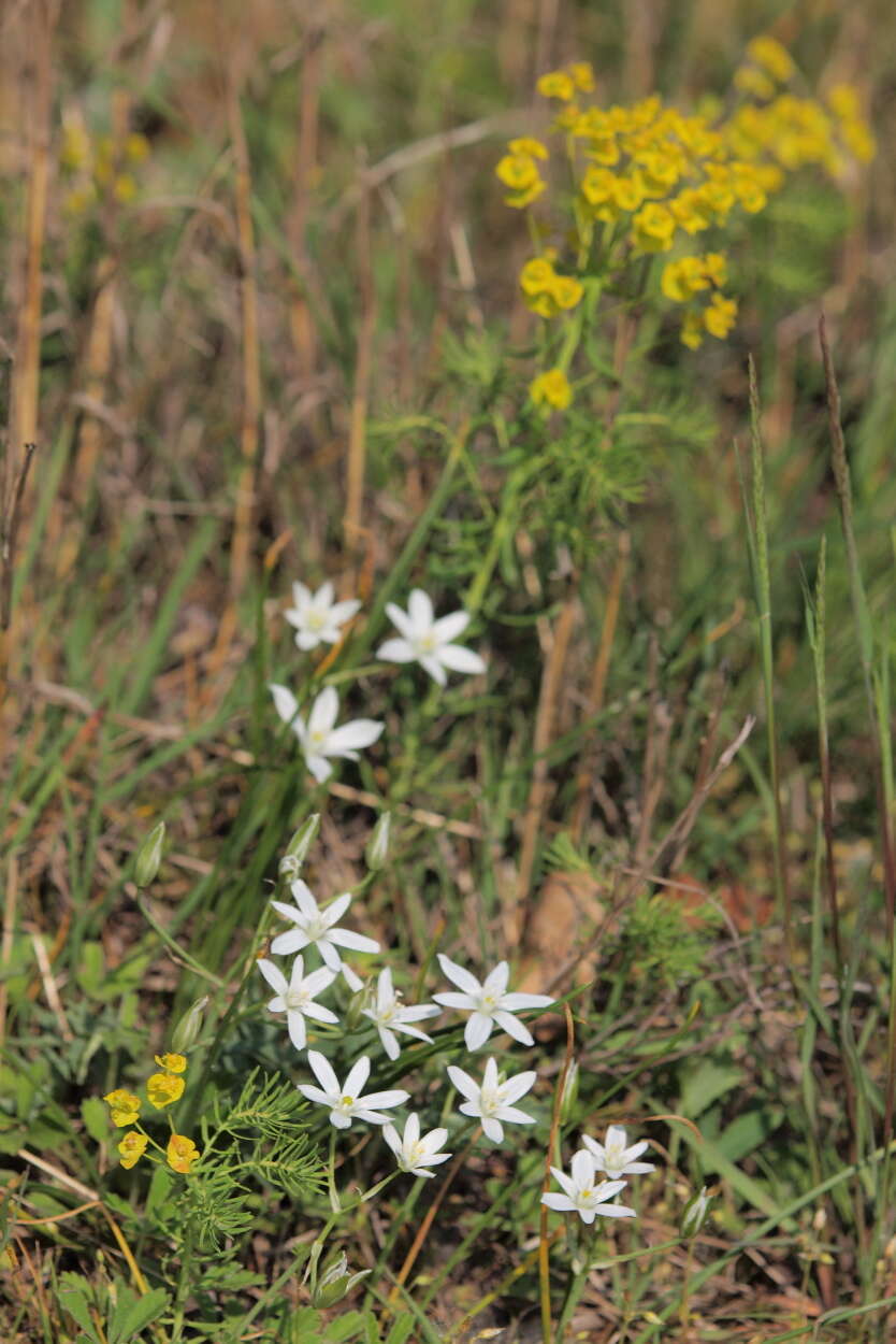 Image of Ornithogalum orthophyllum Ten.