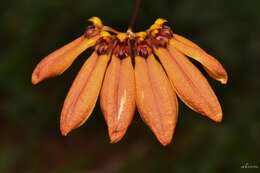 Image de Bulbophyllum mastersianum (Rolfe) J. J. Sm.