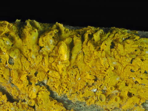 Image of orange wall lichen