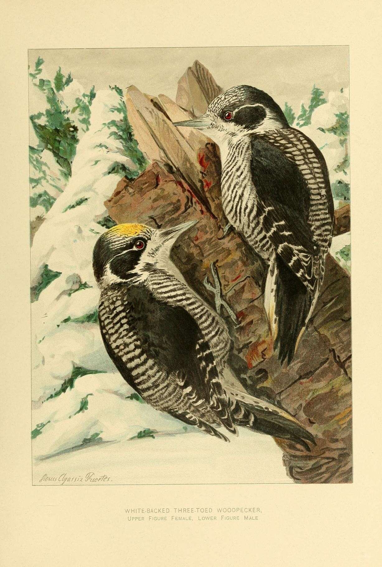 Image of American Three-toed Woodpecker