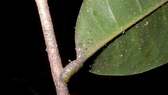 Image of Duguetia bahiensis Maas