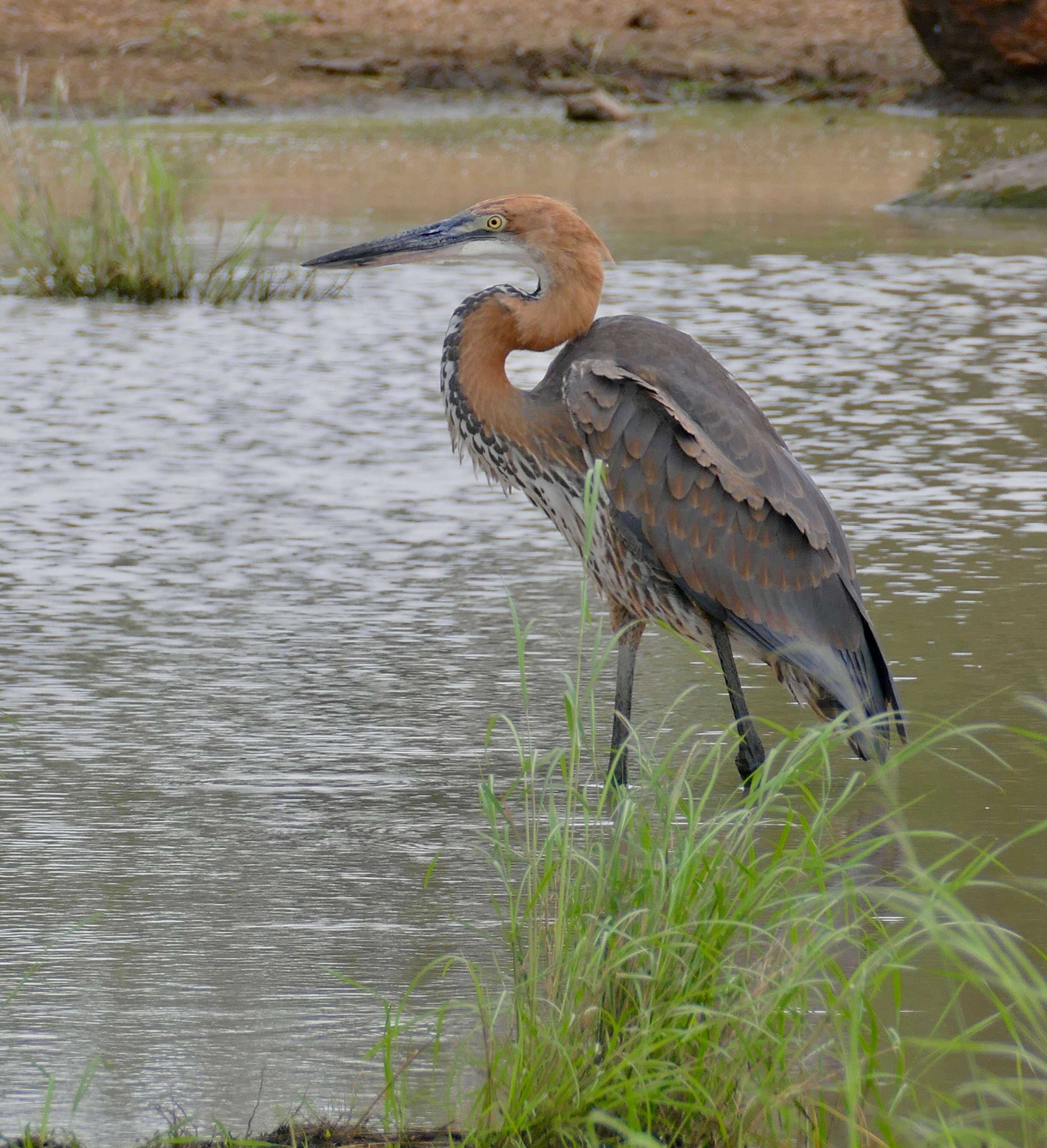 Image of Ardea Linnaeus 1758