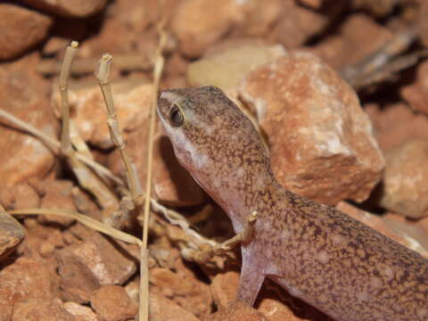 Image of Robust Striped Gecko