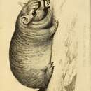 Слика од Lagostomus maximus (Desmarest 1817)