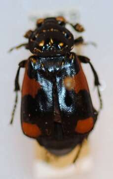 Nicrophorus (Nicrophorus) quadrimaculatus (Matthews & A. 1887) resmi