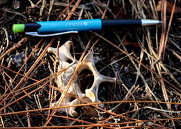 Image of Florida Black Bear.