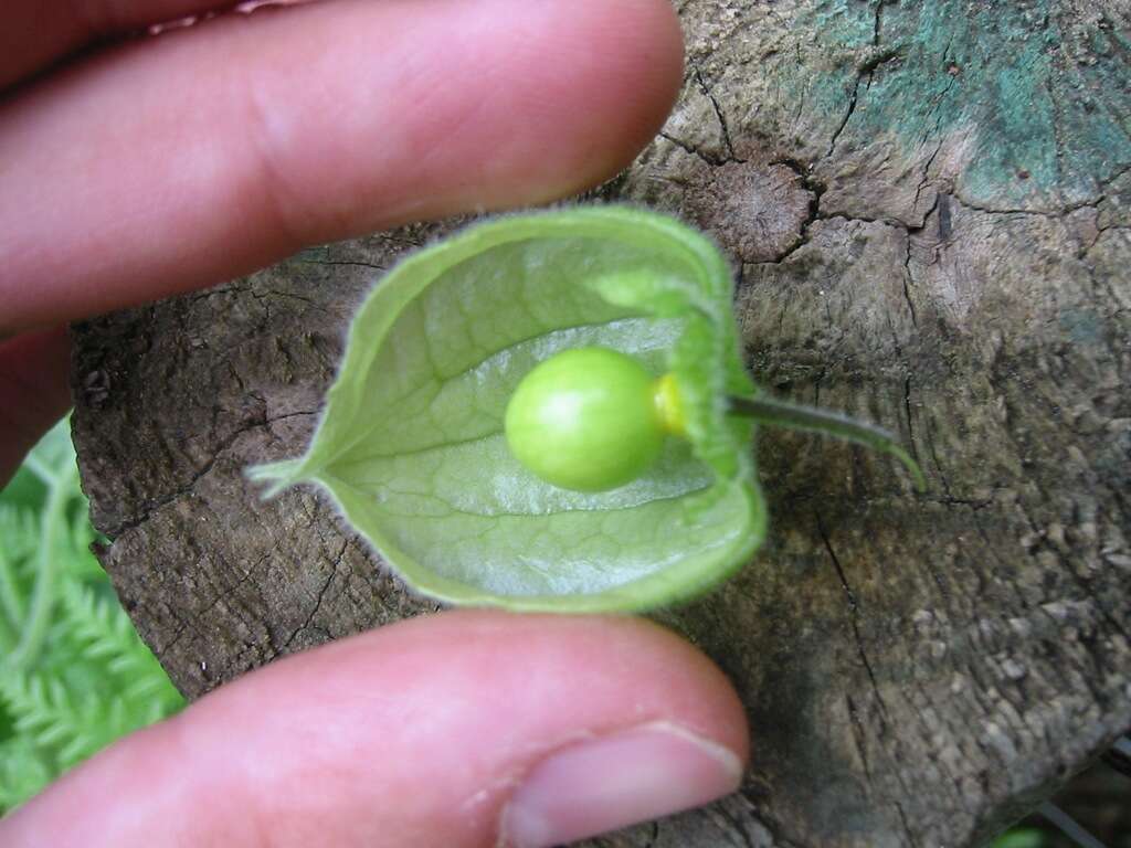 Image of groundcherry