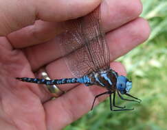 Image of Spatterdock Darner