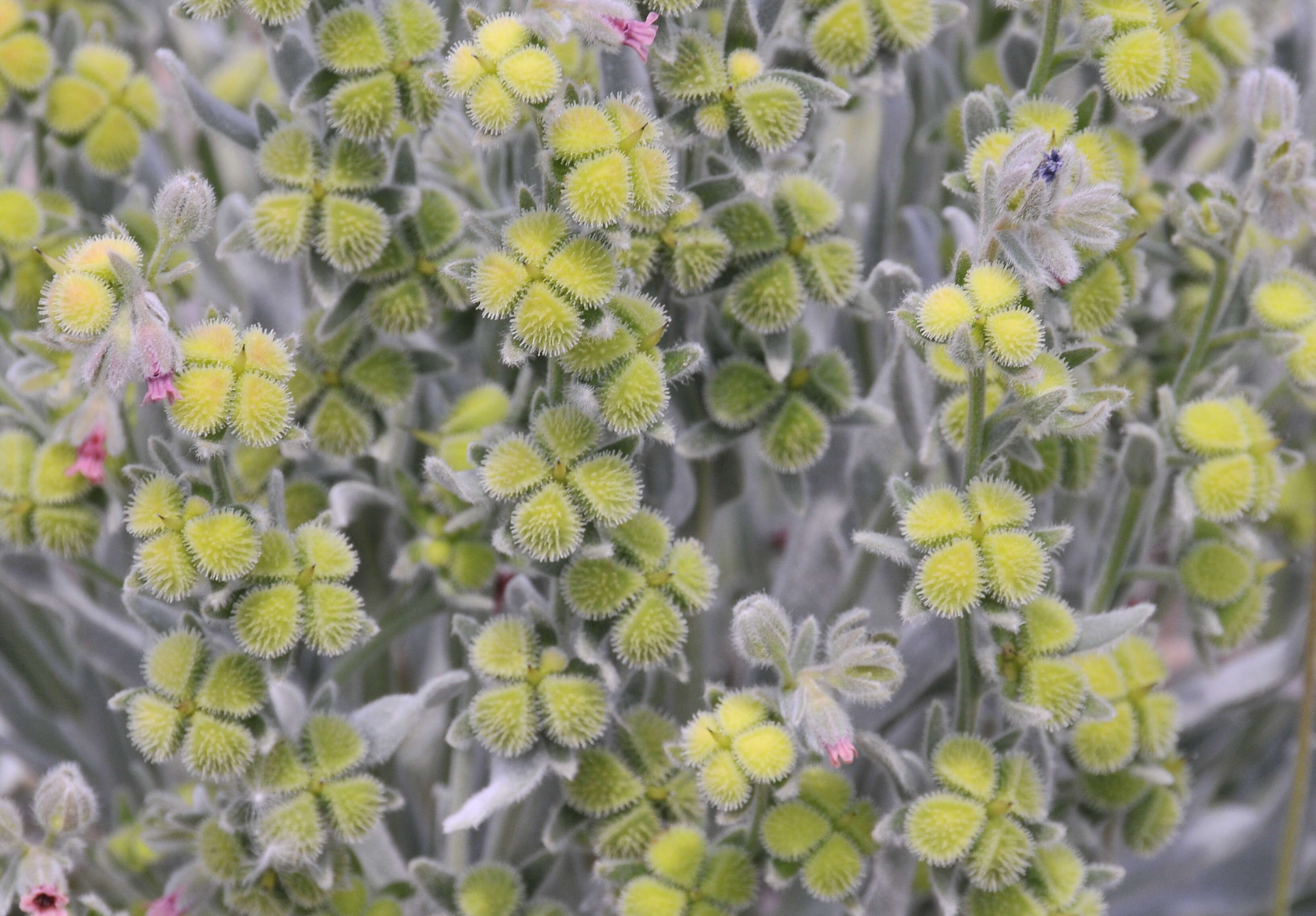 Image of Cynoglossum cheirifolium L.