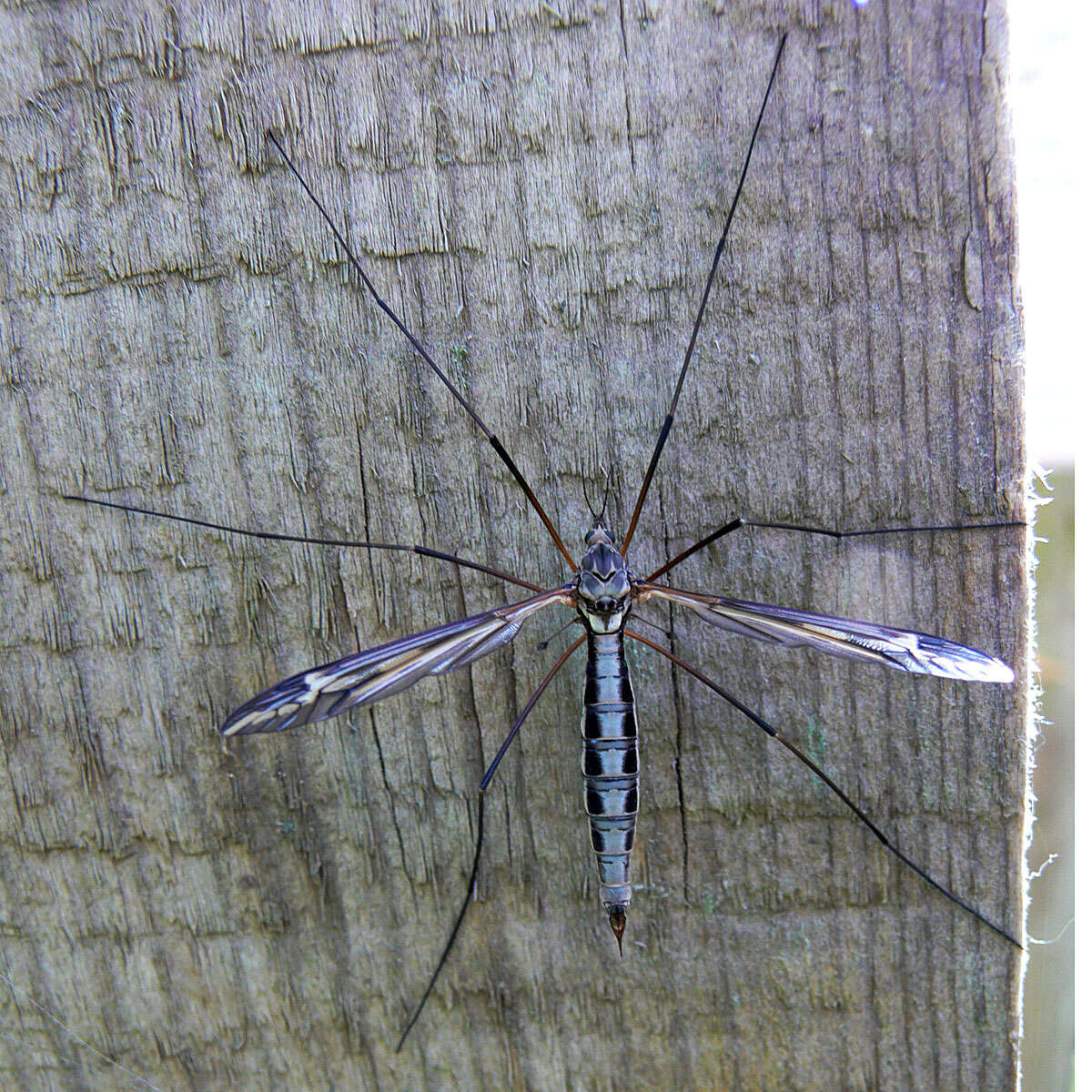 صورة Tipula (Yamatotipula) lateralis Meigen 1804