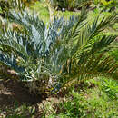 Image of Bushman's River Cycad