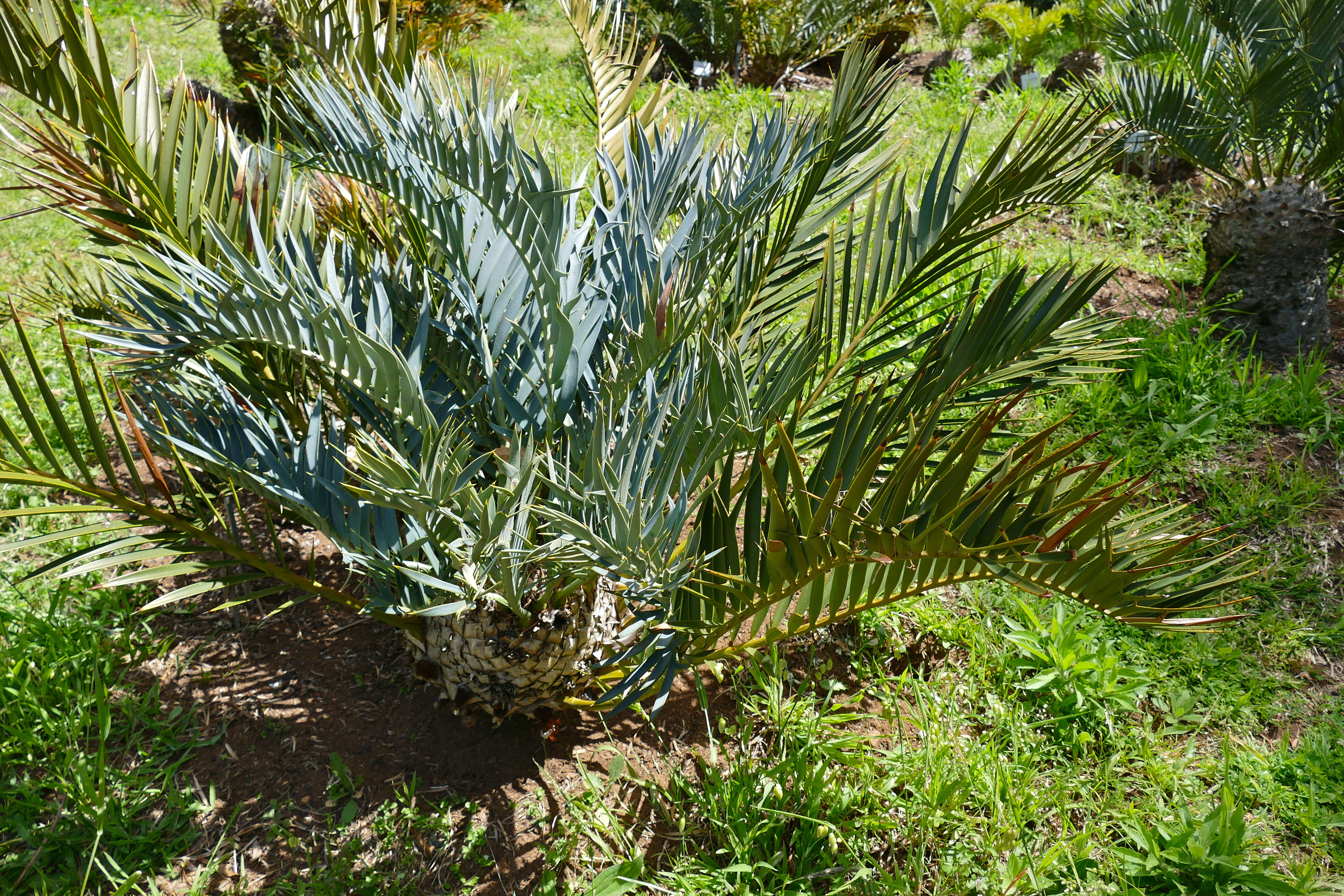 Image of Bushman's River Cycad